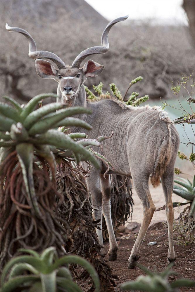 Zululand Safari Lodge Глуглуве Екстер'єр фото