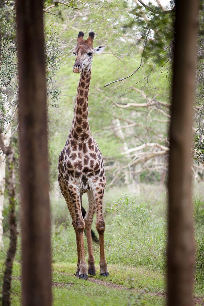 Zululand Safari Lodge Глуглуве Екстер'єр фото
